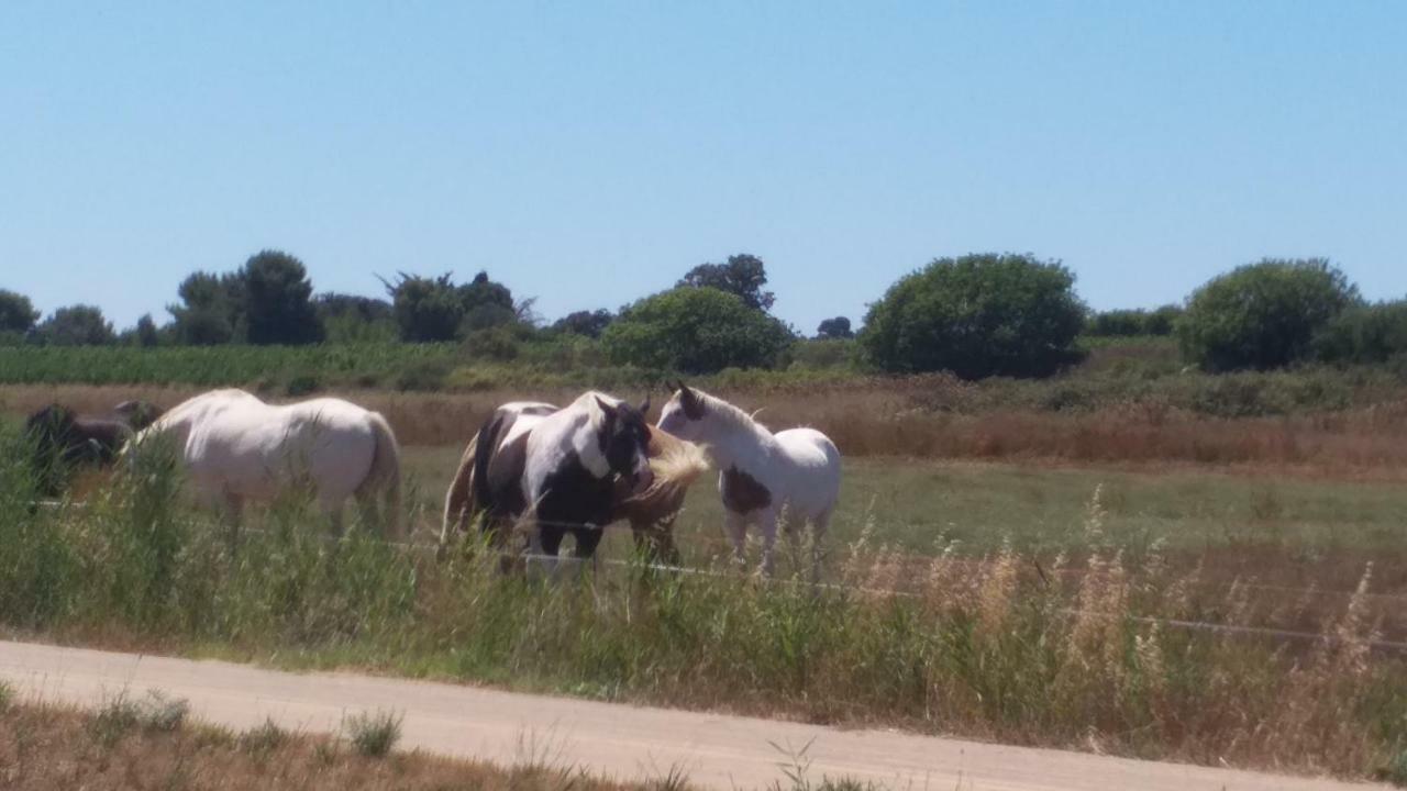 Cabanes Des Aresquiers Frontignan Exteriér fotografie